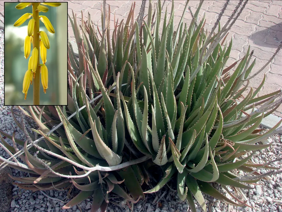 אלוורה (Aloe vera)