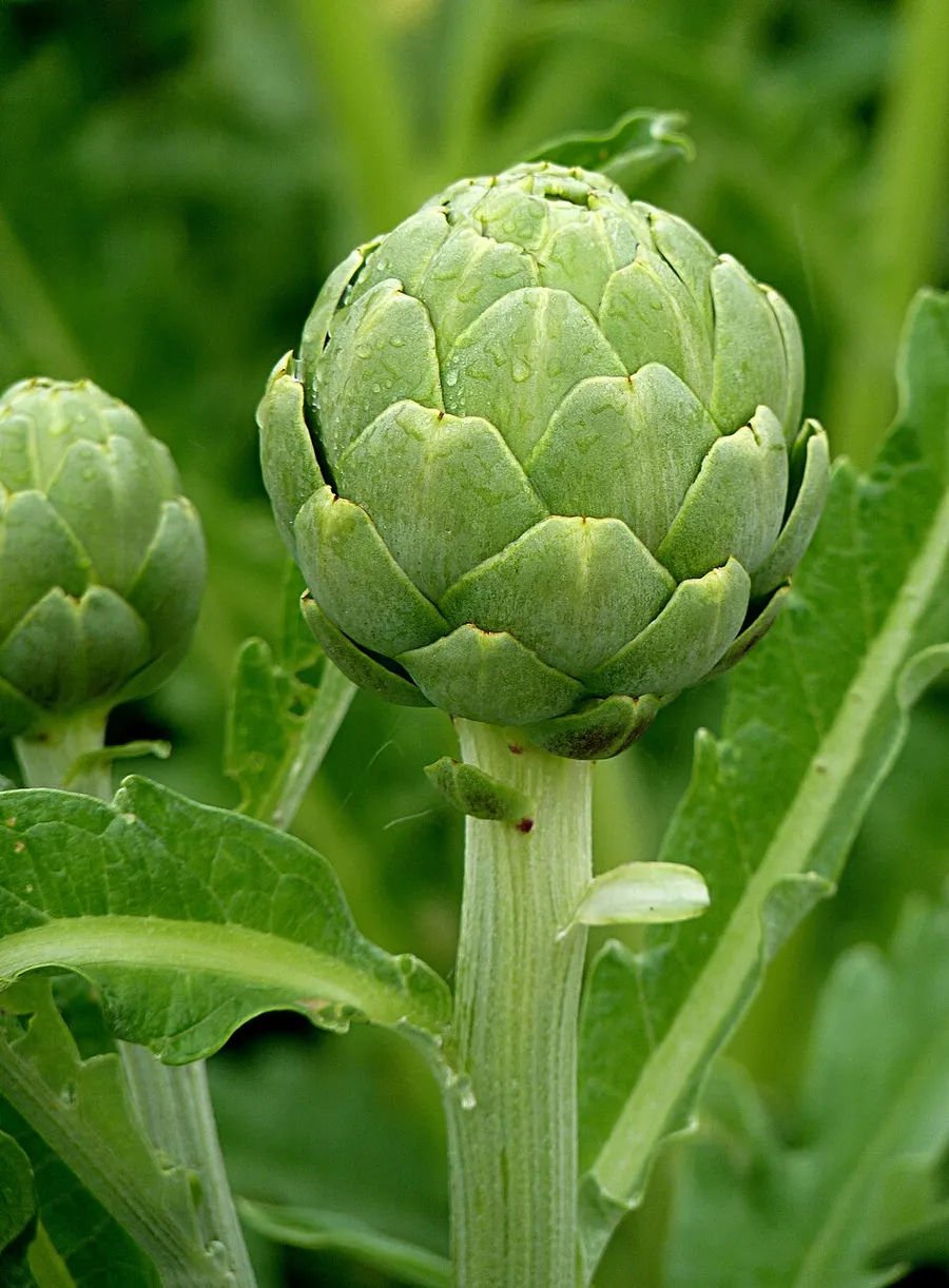 ארטישוק (Cynara scolymus)