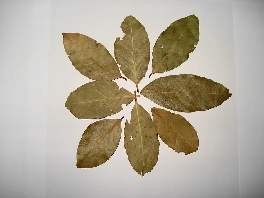 עלה דפנה (Laurus nobilis)