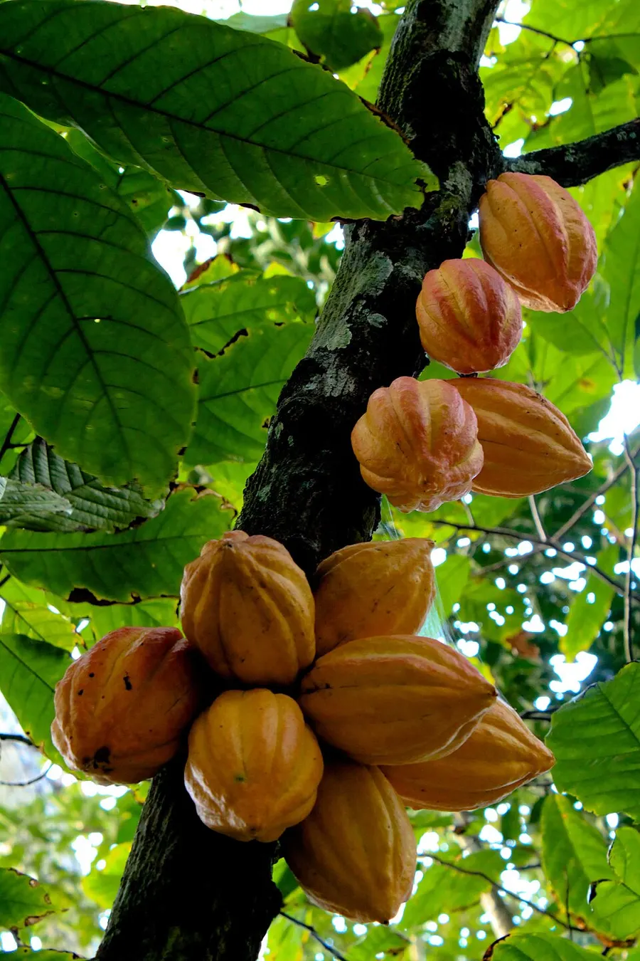 קקאו (Theobroma cacao)