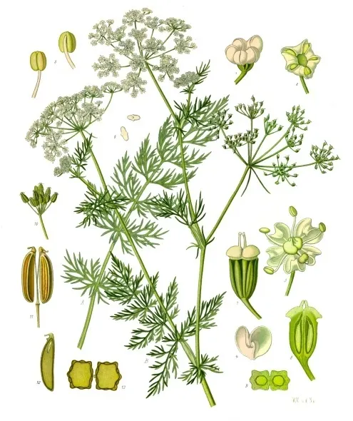 קימל (כרוויה) (Carum carvi)