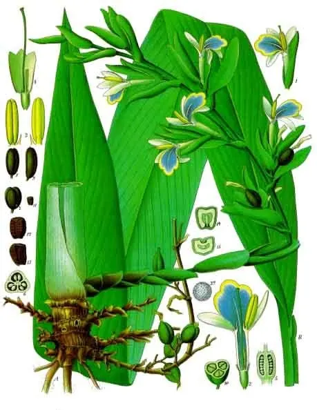 הל (Elettaria cardamomum)