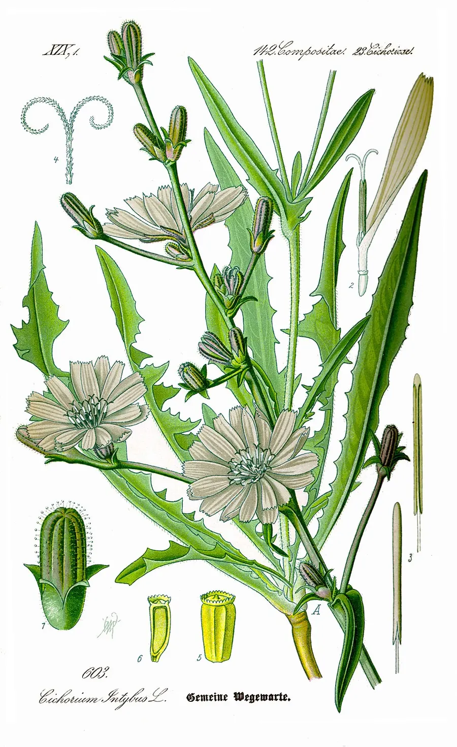 עולש (ציקוריה) (Cichorium intybus)