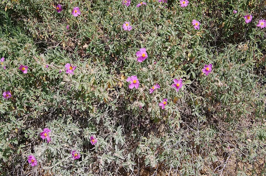 לוטם (קיסטוס)