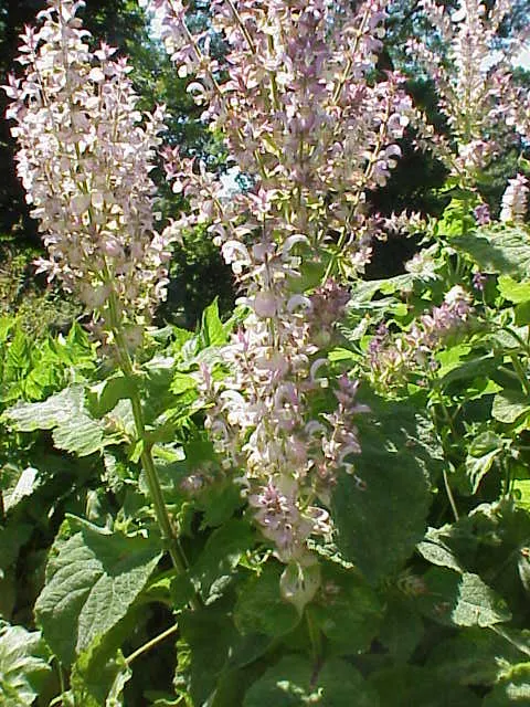 מרווה מוסקטית (Salvia sclarea)