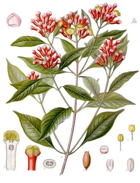 ציפורן (תבלין) (Syzygium aromaticum)