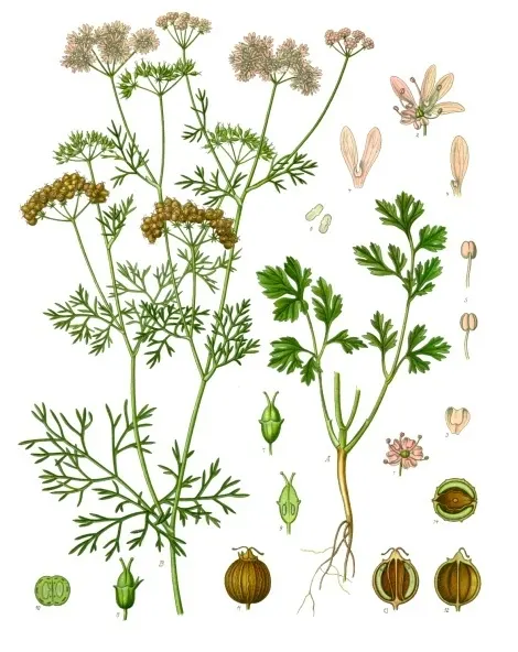 כוסברה (Coriandrum sativum)
