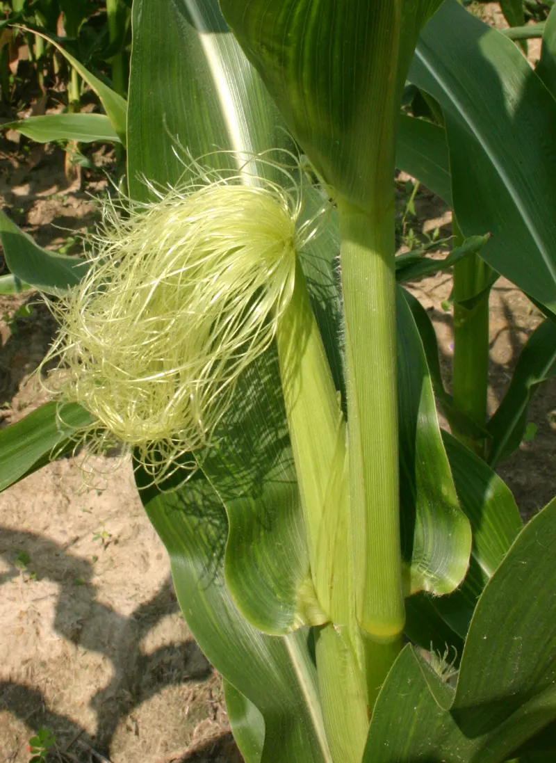 שיער תירס (Zea mays)