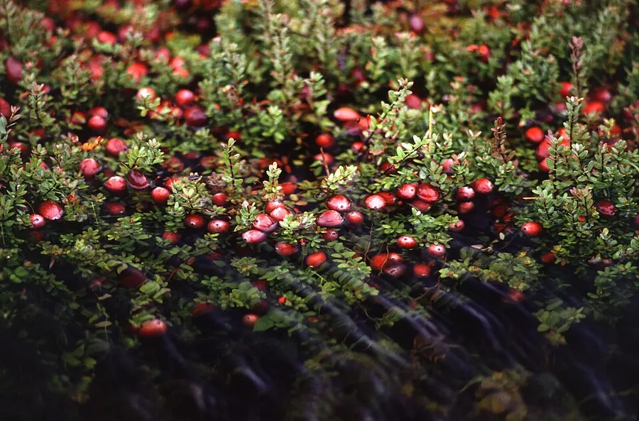 חמוציות (Vaccinium macrocarpon)