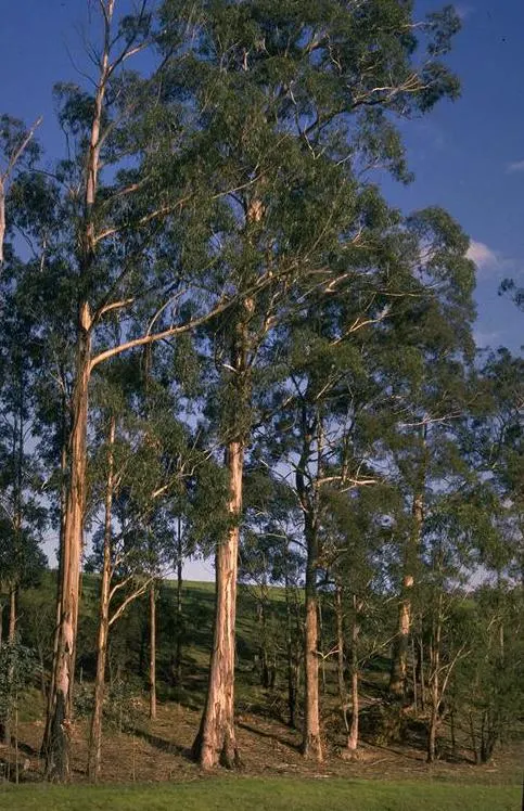 אקליפטוס (Eucalyptus globulus)