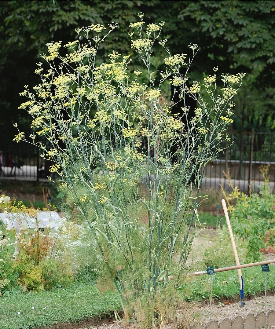 שומר (Foeniculum vulgare)