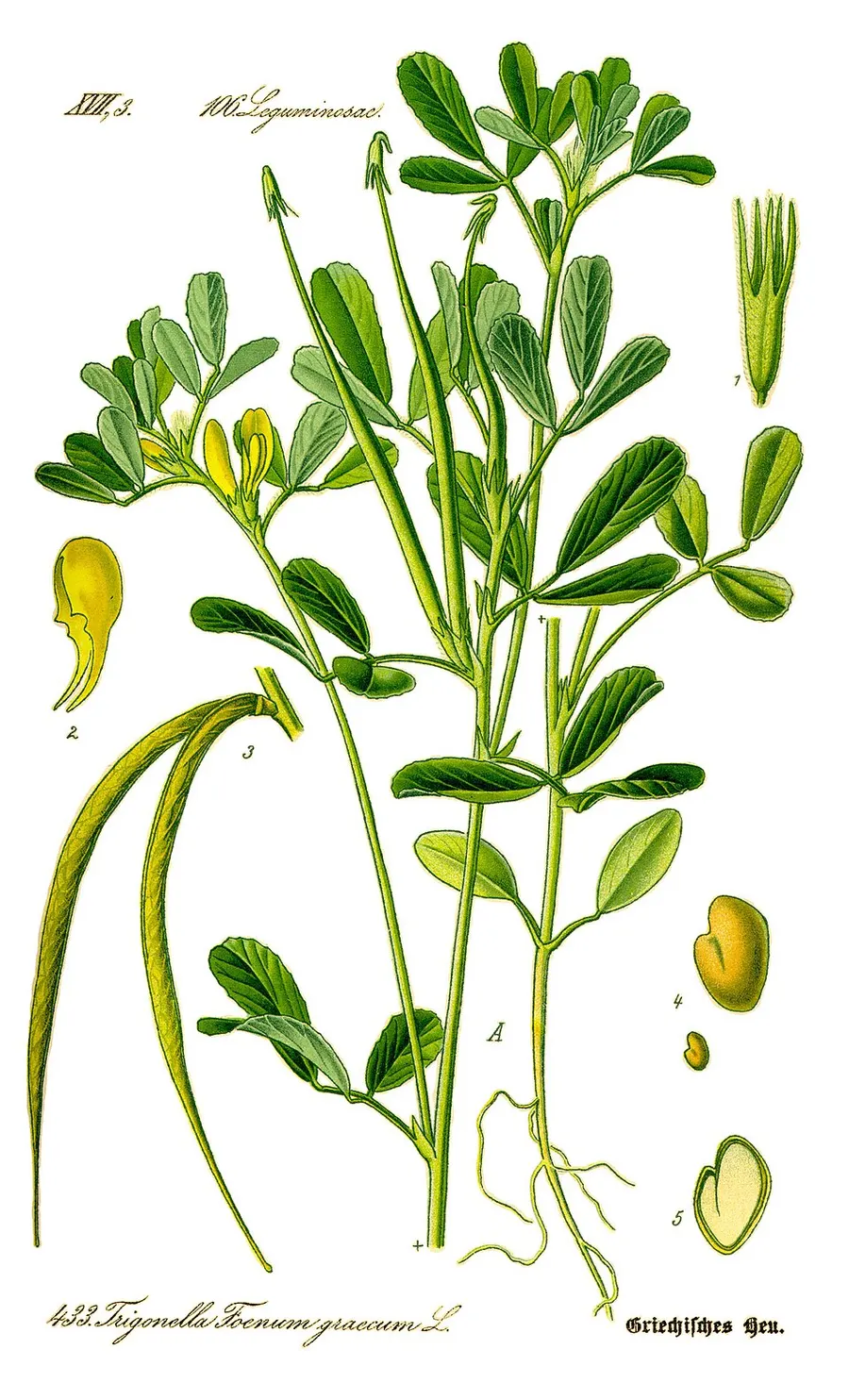 גרגרנית (חילבה) (Trigonella foenum-graecum)