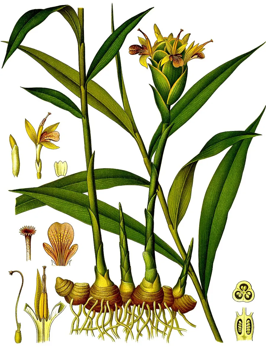 ג'ינג'ר (זנגביל) (Zingiber officinale)