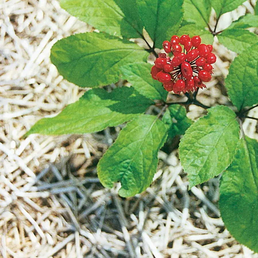 ג'ינסנג (Panax ginseng)