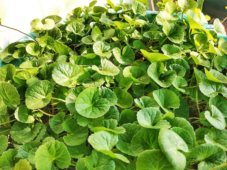גוטו קולה (Centella asiatica)