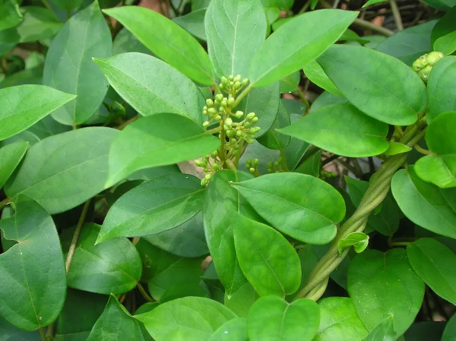 גימנמה (Gymnema sylvestre)