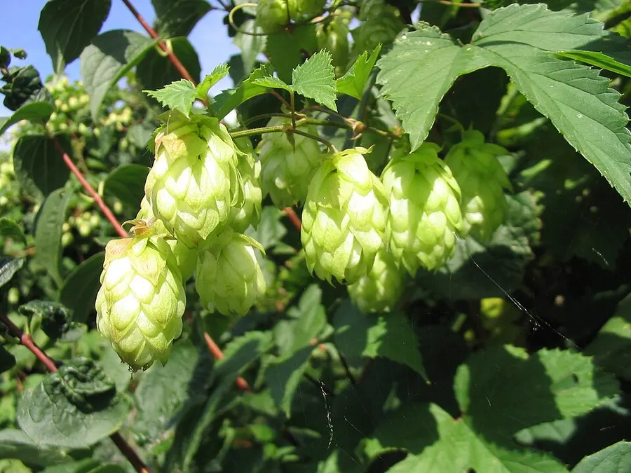 כשות (כשותית) (Humulus lupulus)