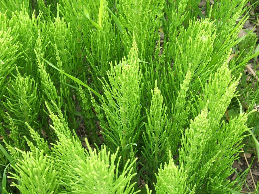 שבטבט (זנב-סוס) (Equisetum arvense)