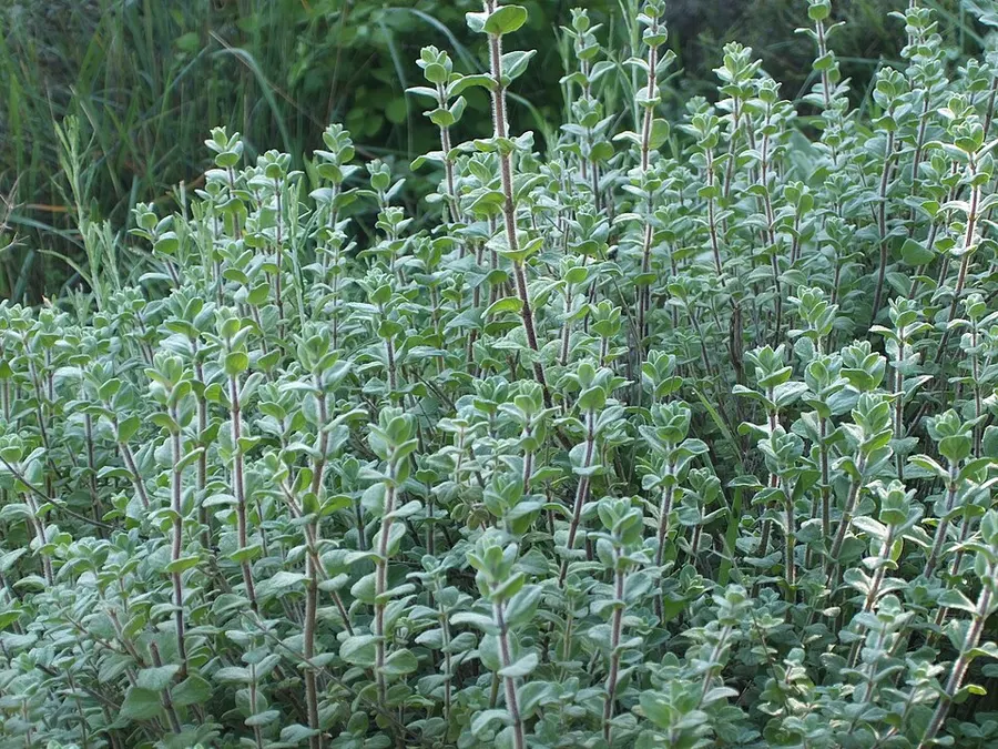 אזוב (זעתר) (Origanum syriacum)