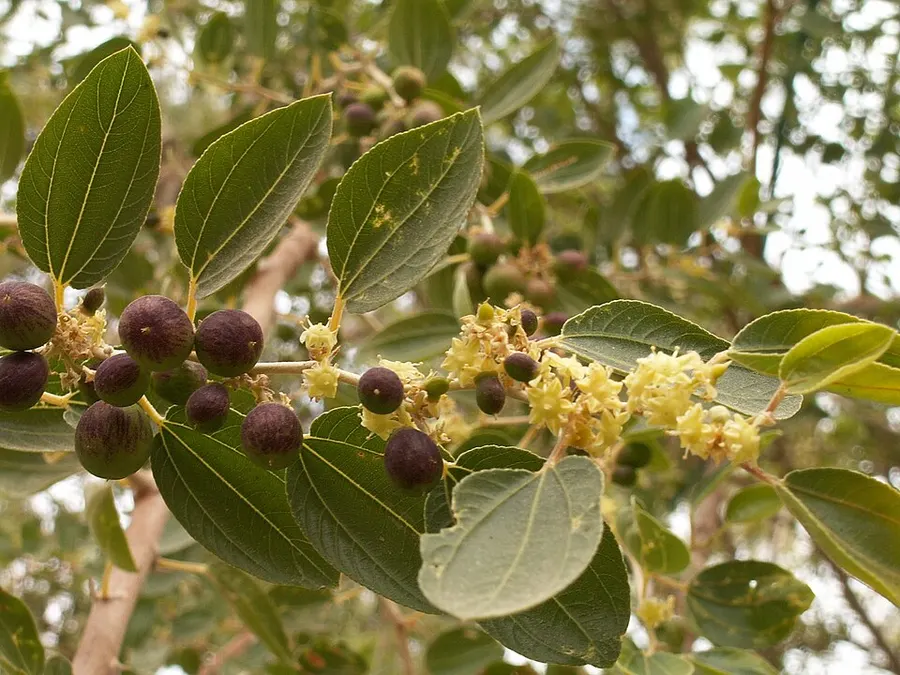 שיזף מצוי (סידר) (Ziziphus spina-christi)