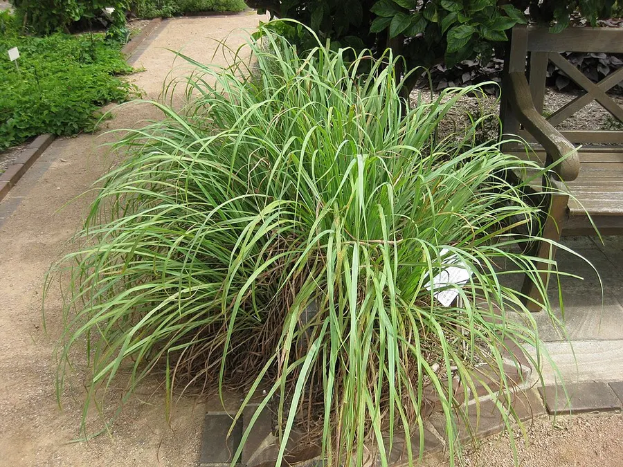 עשב לימון (Cymbopogon citratus)