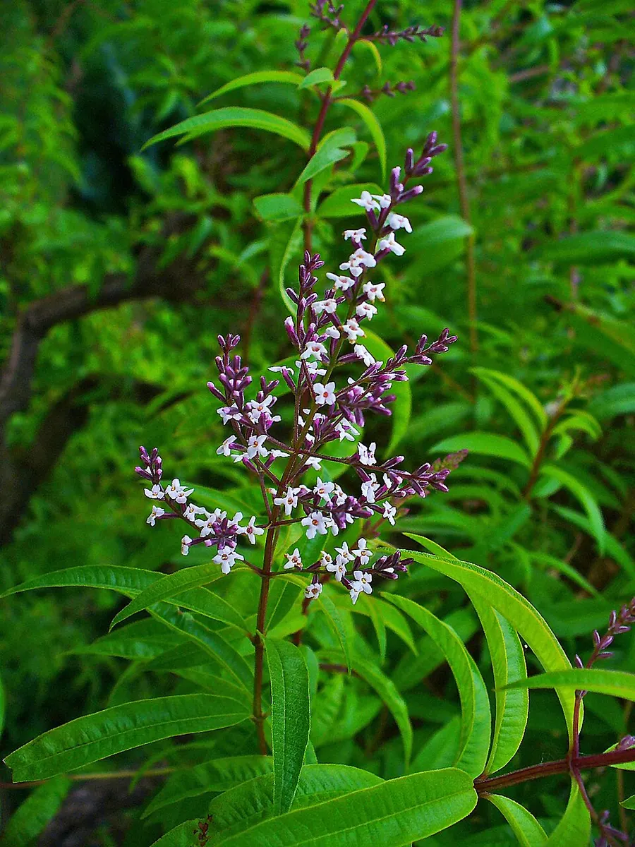 לואיזה (Aloysia citrodora)