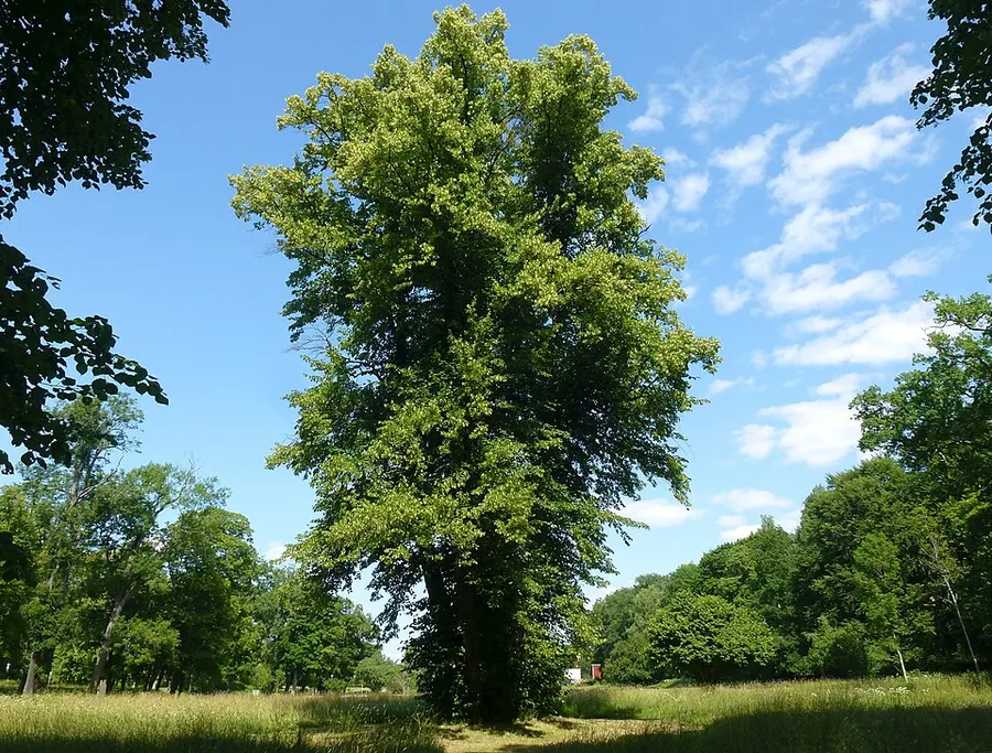 תרזה (ליים) (Tilia)