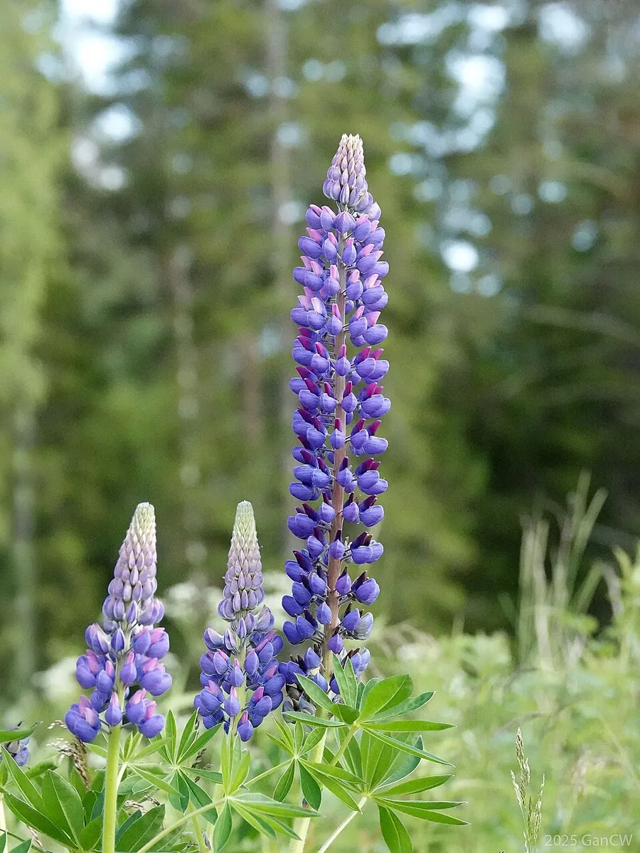 תורמוס (Lupinus albus)