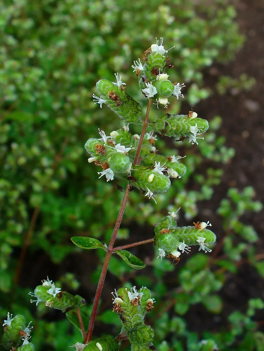 מיורן (אזוב-עלים) (Origanum majorana)