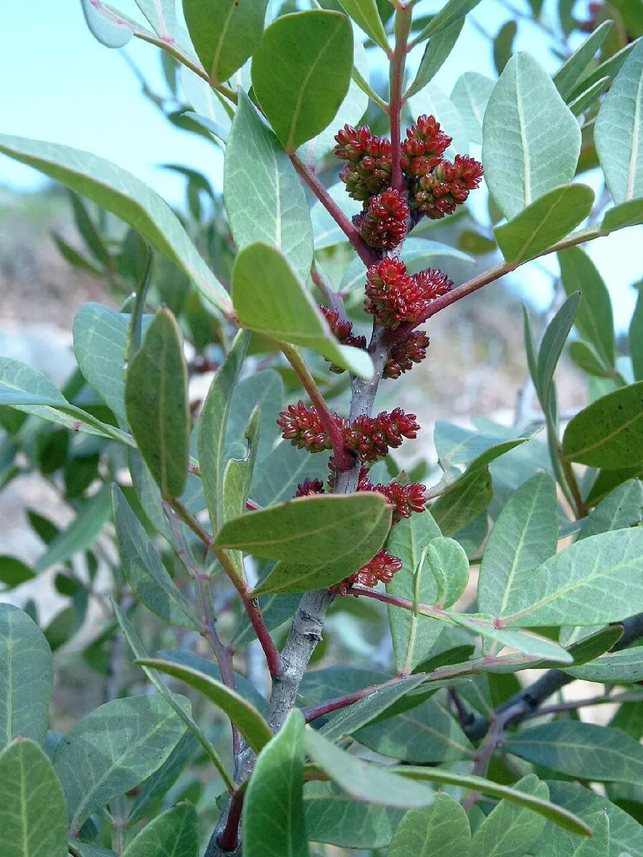 אלת המסטיק (Pistacia lentiscus)