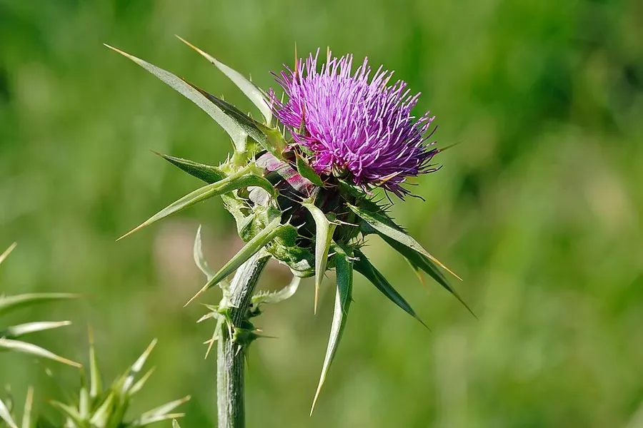 גדילן מצוי (Silybum marianum)