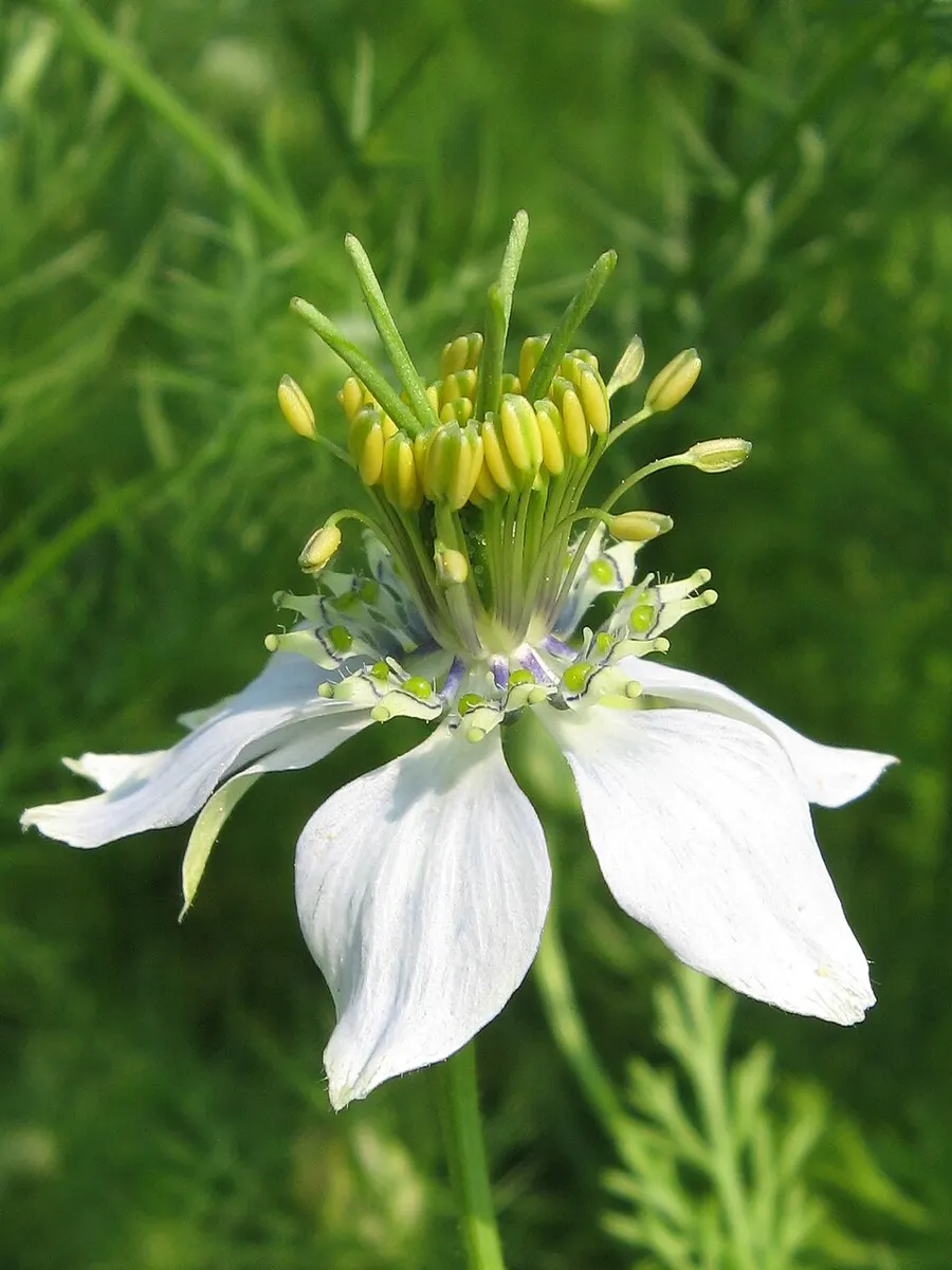 קצח (קצח זרעוני) (Nigella sativa)