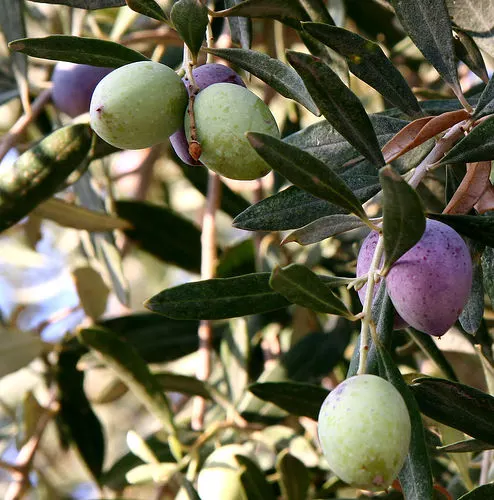 עלה זית (Olea europaea)