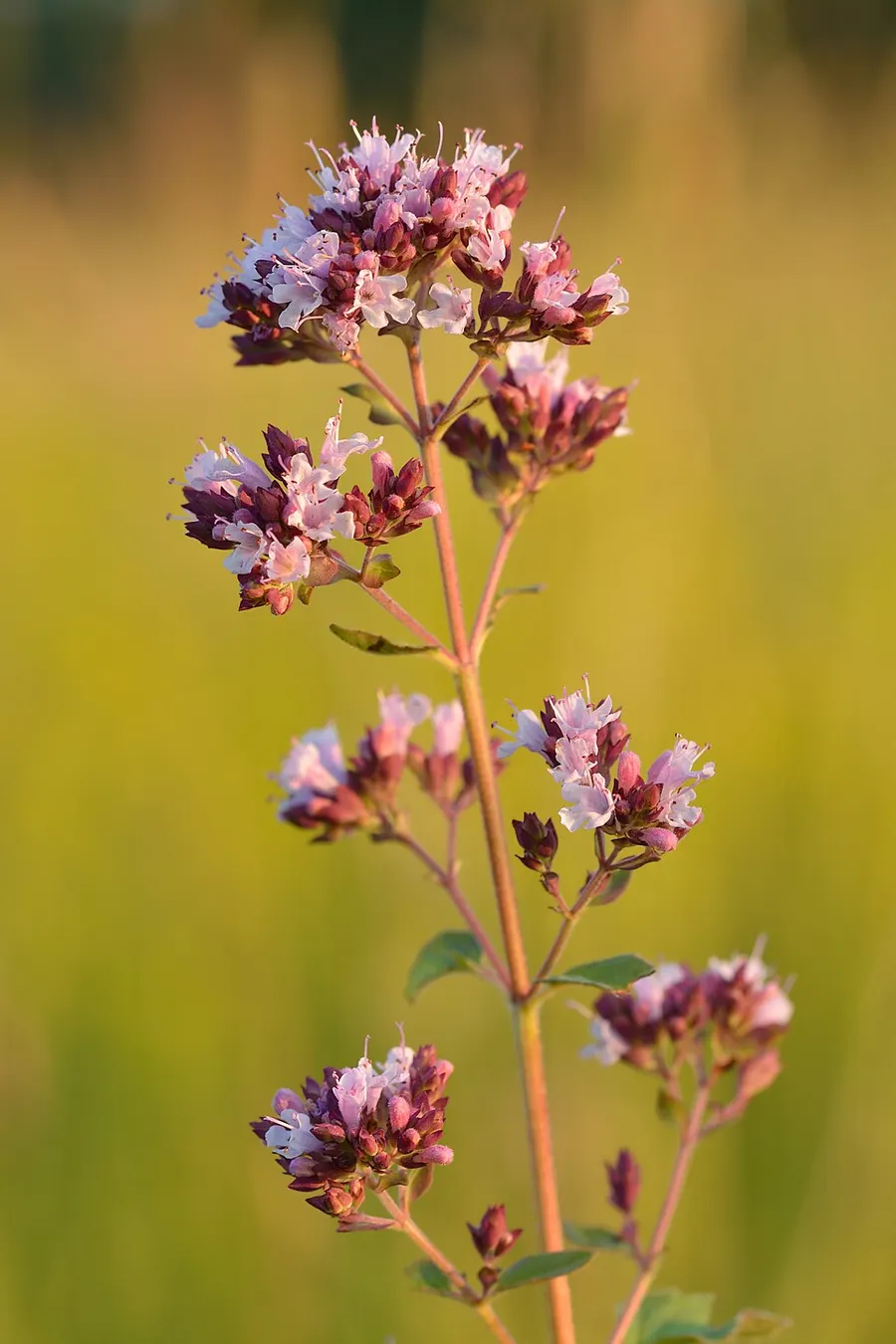 אורגנו (Origanum vulgare)