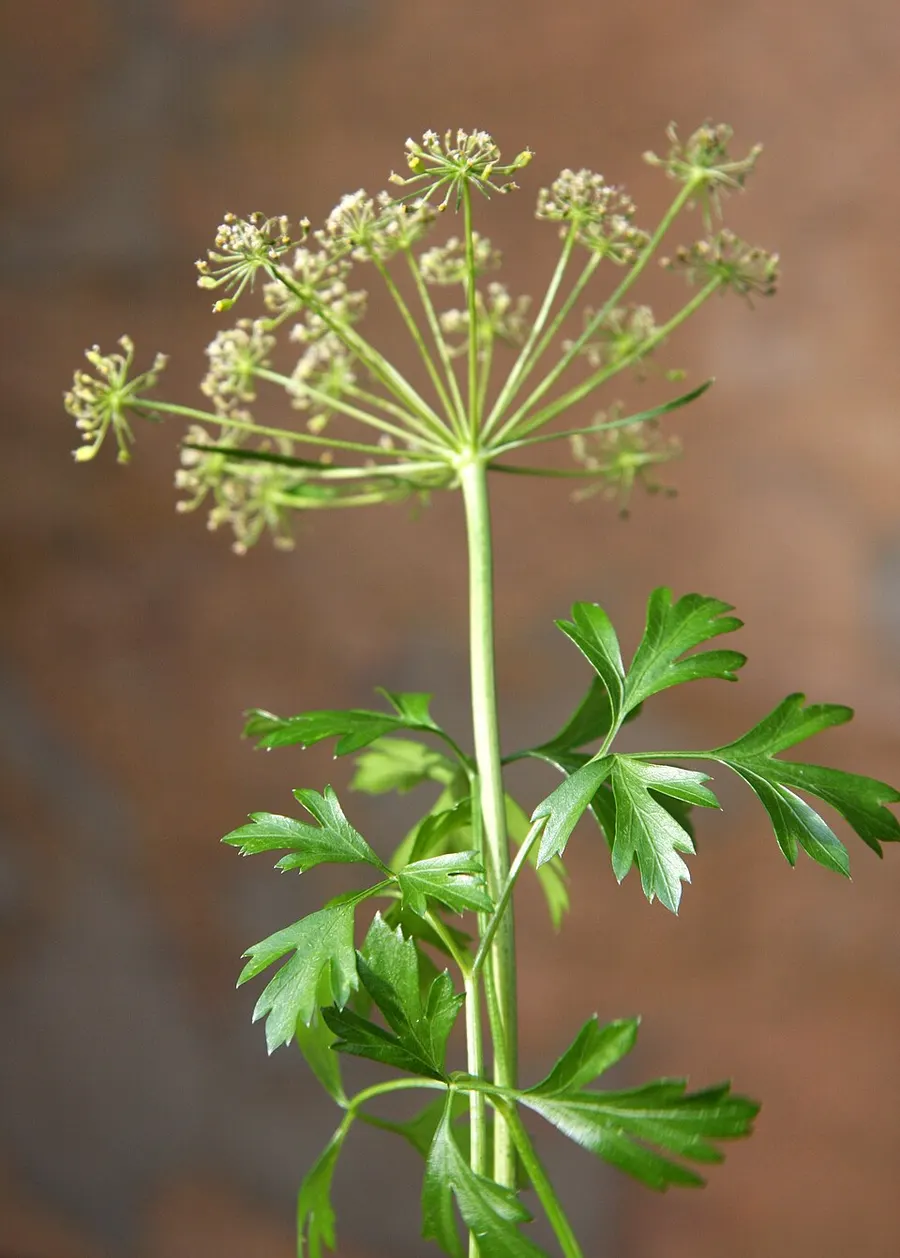 פטרוזיליה (Petroselinum crispum)