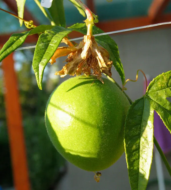 פסיפלורה (שעונית) (Passiflora incarnata)