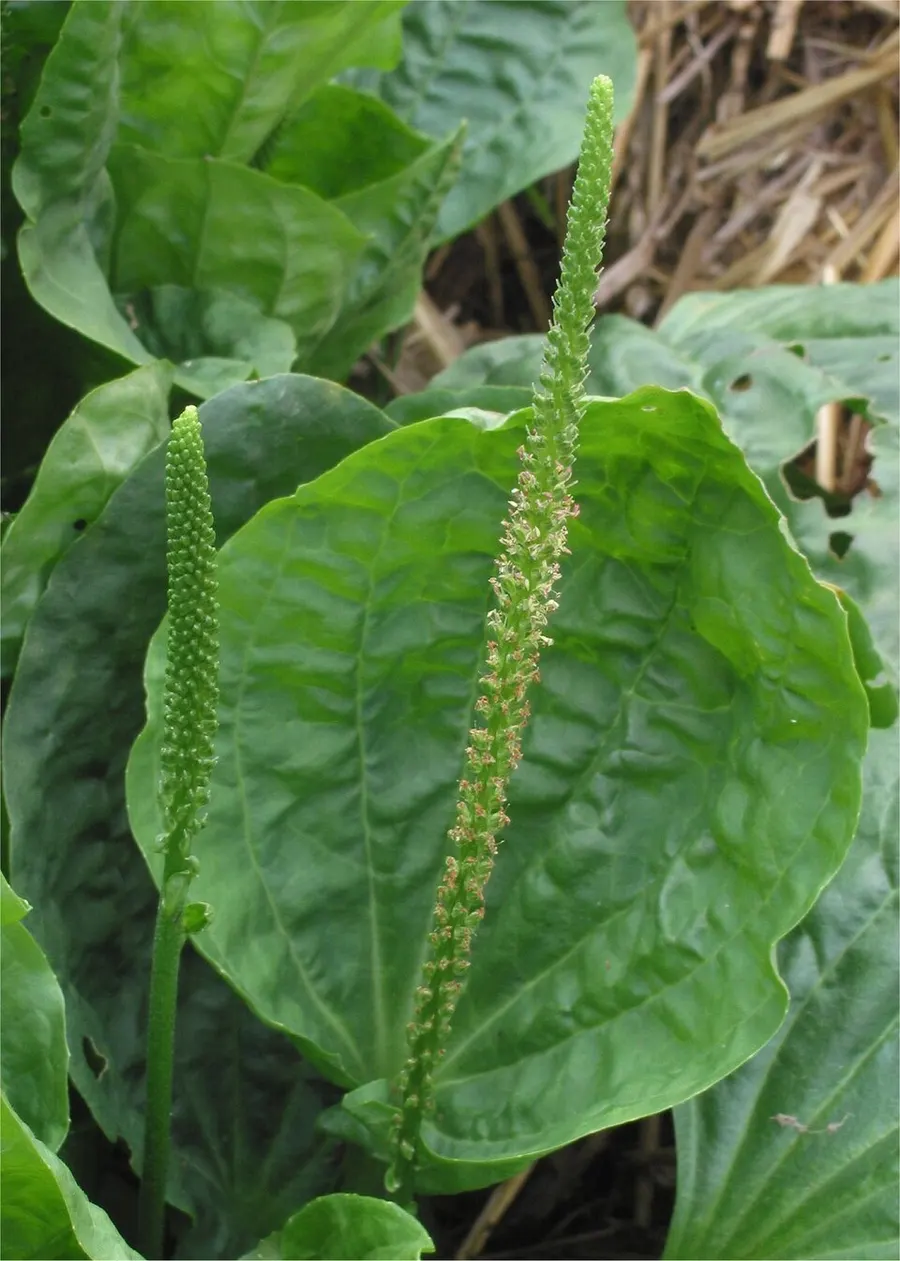 לחך (פלנטגו) (Plantago major)