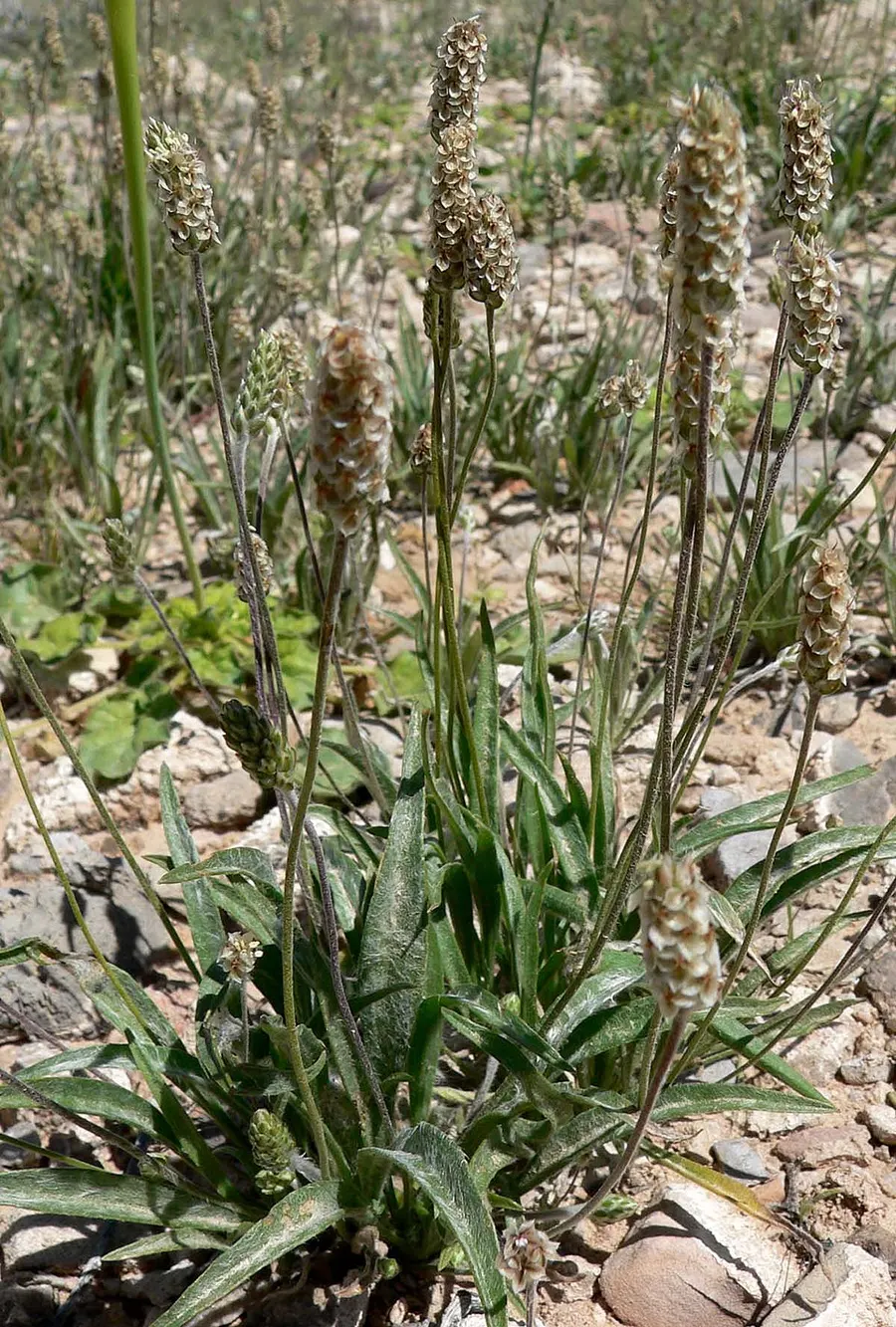 פסיליום (זרעי לחך) (Plantago ovata)