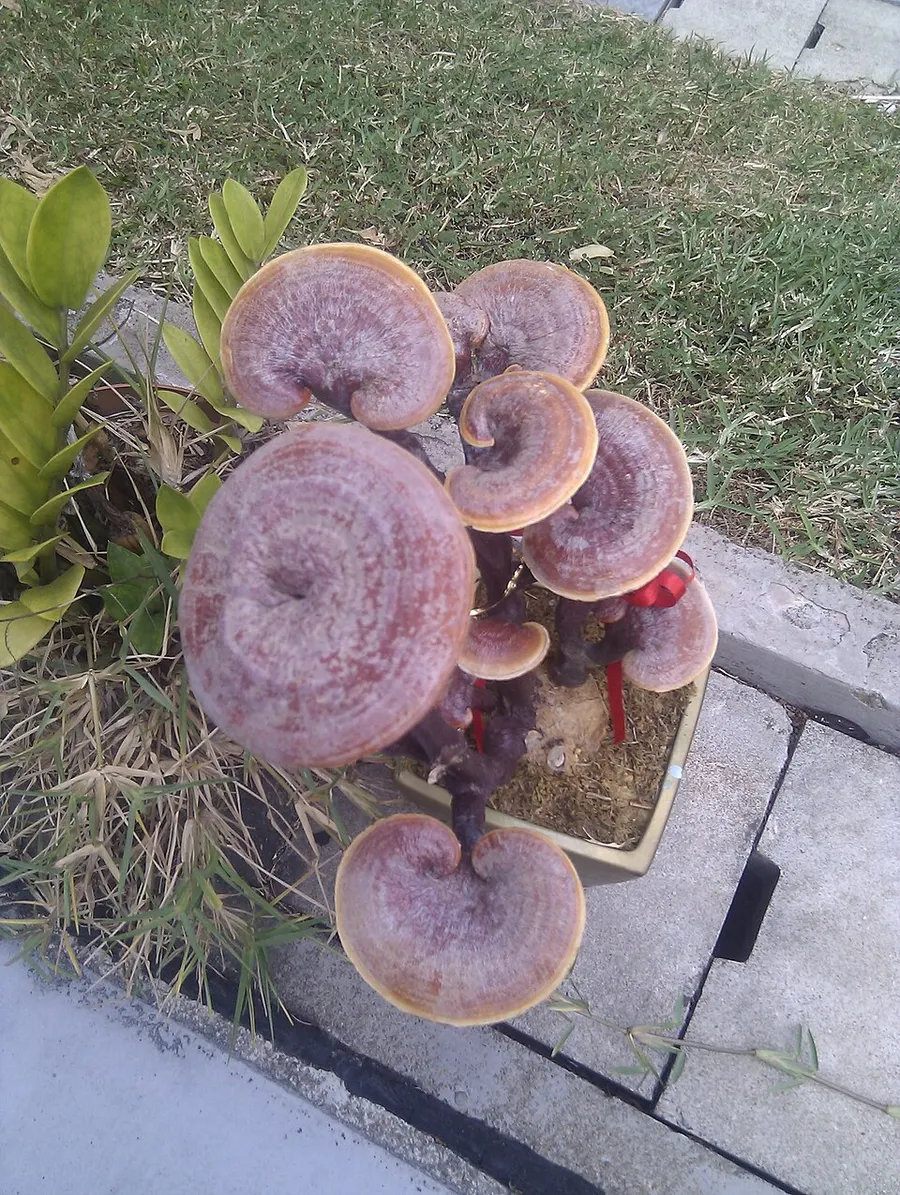 ריישי (פטריית מרפא) (Ganoderma lucidum)