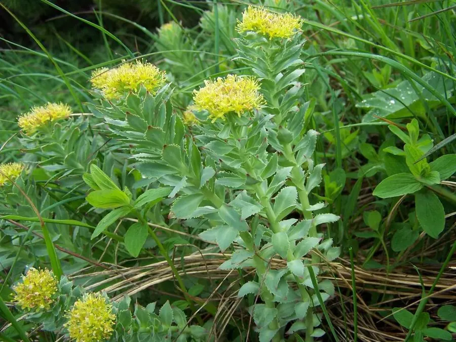 רודיולה (Rhodiola rosea)