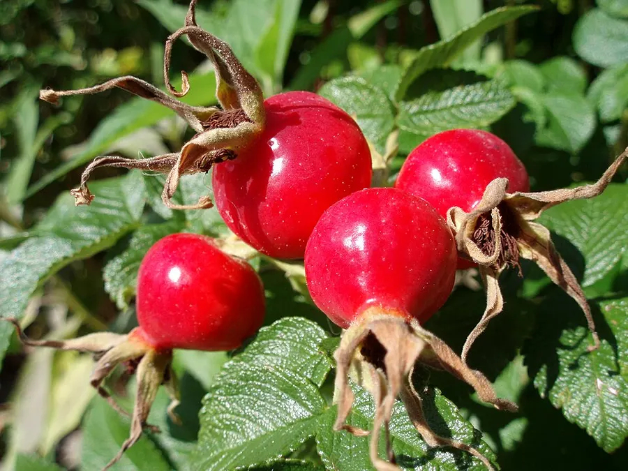 ורד הבר (רוזהיפ) (Rosa canina)