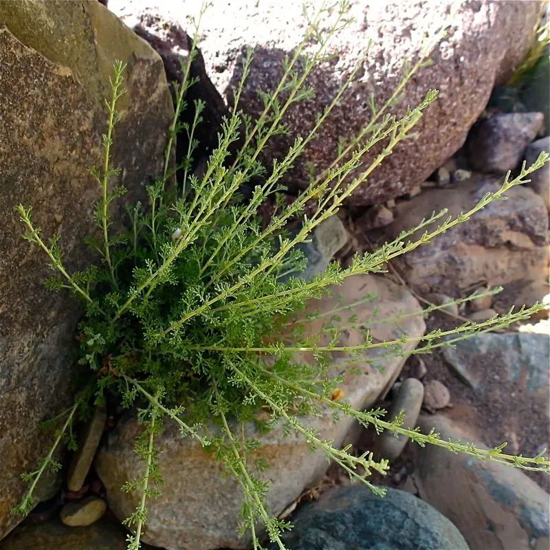 לענה (שיבא) (Artemisia herba-alba)