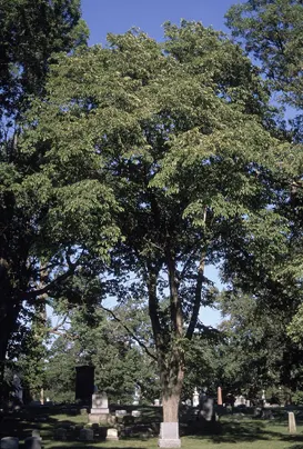 בוקיצה אדומה (Ulmus rubra)