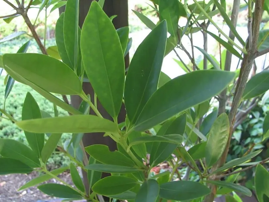 אניס כוכבי (Illicium verum)
