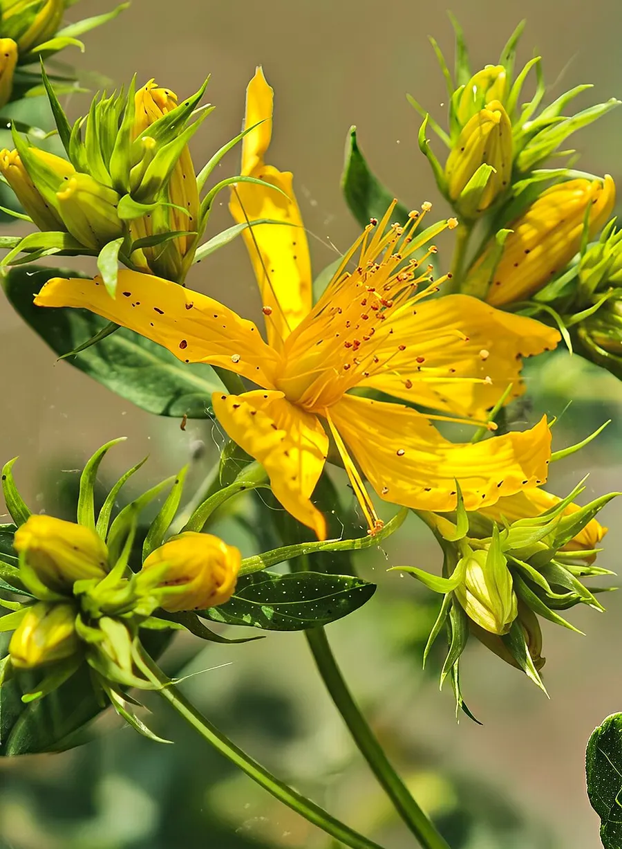 פרע מחורר (Hypericum perforatum)