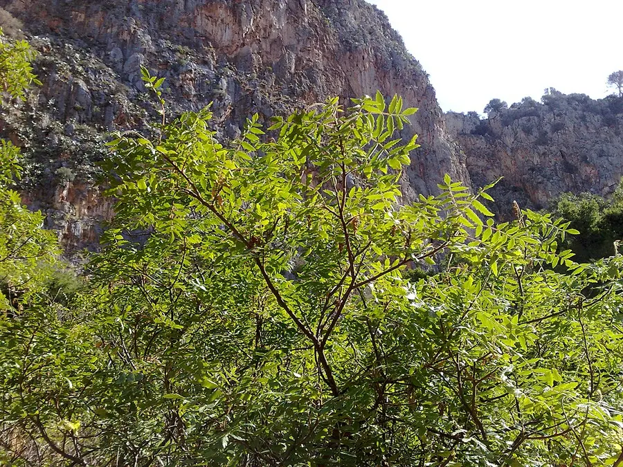 סומק (Rhus coriaria)