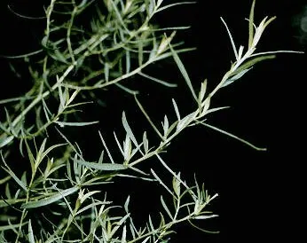 טרגון (Artemisia dracunculus)