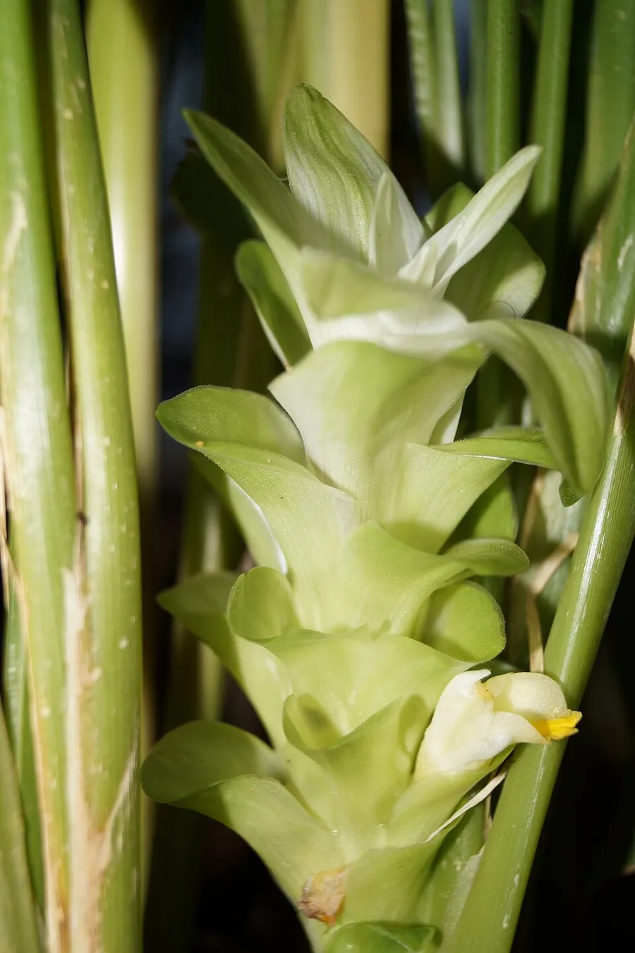 כורכום (Curcuma longa)