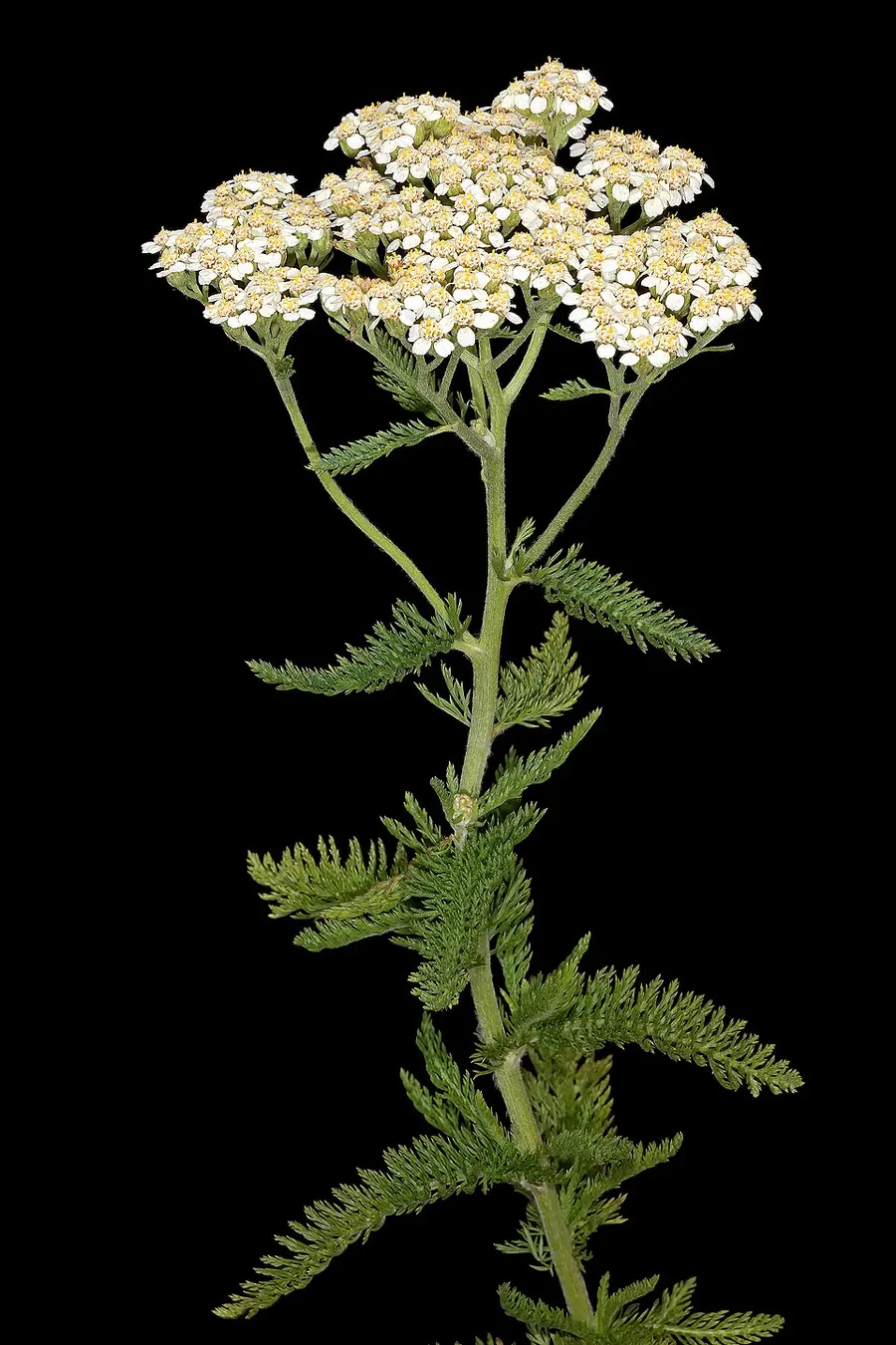 אכילאה (אלף-עלה) (Achillea millefolium)