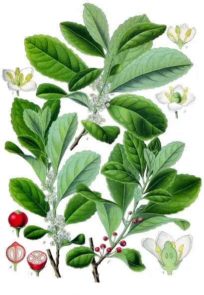 מאטה (Ilex paraguariensis)